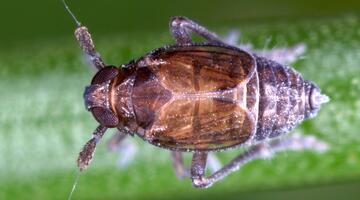 Delphacodes capnodes