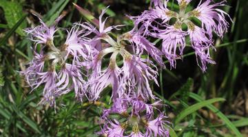 Dianthus superbus