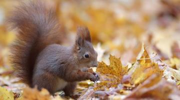 Eichhörnchen im Laub