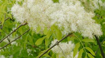 Blumen-Esche (Fraxinus ornus),