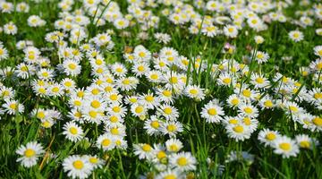 Gänseblümchen