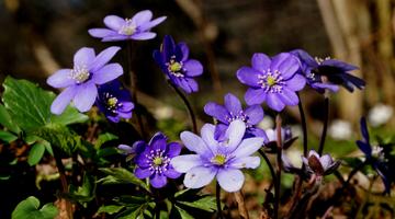 Leberblümchen