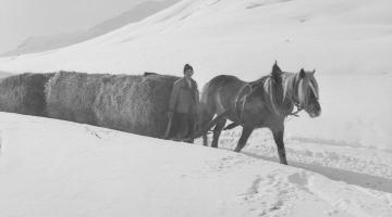 Heutransport mit Schlitten im Winter