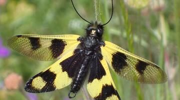 Östlicher Schmetterlingshaft