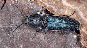 Veilchenblauer Wurzelhals-Schnellkäfer