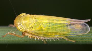 Paluda flaveola