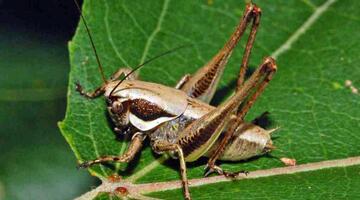 Südliche Strauchschrecke