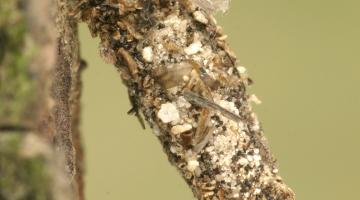 Sackträger dahlica triquetrella Weibchen