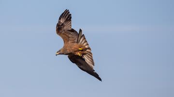 Schwarzmilan im Flug