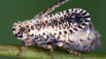 Sechspunkt-Mückenzikade