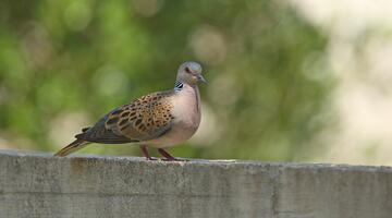 Turteltaube