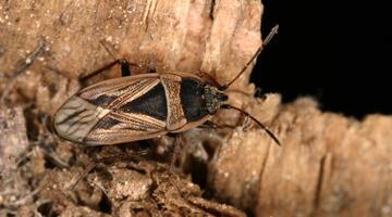 Xanthochilus quadratus