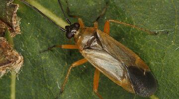 Pappel-Weichwanze, Erstfund in der Steiermark