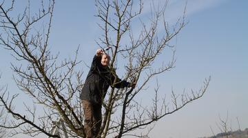 Schnitt von Obstbäumen im Winter - Praktischer Kurs