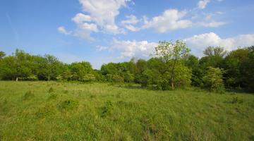 Trockenrasen in Oberwaltersdorf