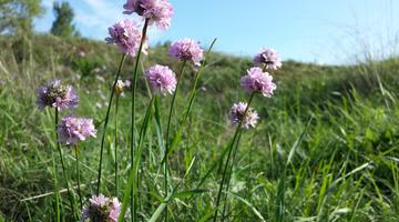 Armeria elongata