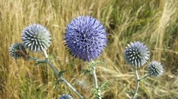 Echinops ritro (subsp. ruthenicus)