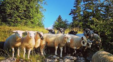 Schafbeweidung im Naturpark Hohe Wand