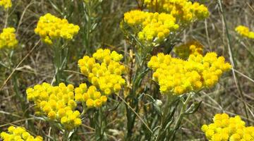 Helichrysum arenarium
