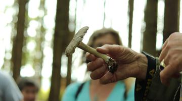 Pilze - Die Edelsteine des Waldes