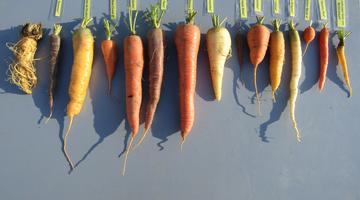 Karottenvielfalt
