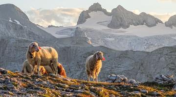 Vier Schafe, im Hintergrund der Gletscher und Gipfel des Dachsteins.
