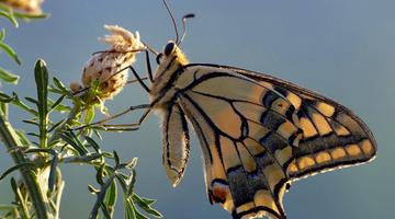 Schwalbenschwanz (Papilio machaon) 