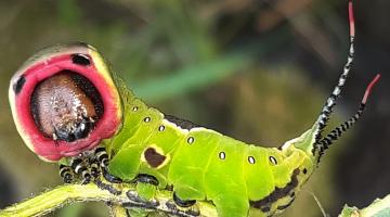 Die ausgewachsene Raupe eines großen Gabelschwanz © Marion Jaros großer gabelschwanz raupe