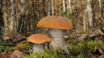 Birken-Rotkappen im Wald