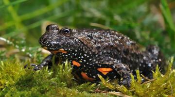 Rotbauchunke im Moos sitzend