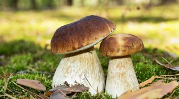 Zwei Steinpilze im Wald