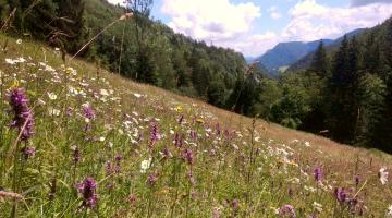 Bunt blühende Bergwiese