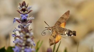 Most liked Schmetterlingsfoto in der App, Taubenschwänzchen