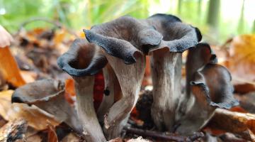 Herbstrompeten, Pilze im Laubwald