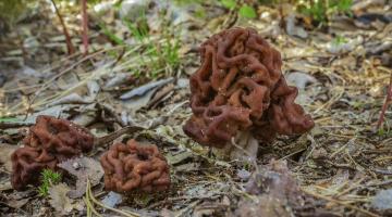 Frühjahrslorchel (Gyromitra esculenta), Fruchtkörper im Wald