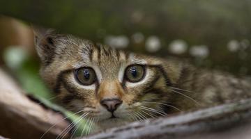 Junge Wildkatze schaut zwischen Ästen hervor