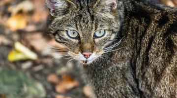 Wildkatze