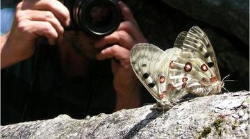 Citizen Science - beim Fotografieren von Schmetterlingen