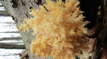 Ästiger Stachelbart - hericium-coralloides