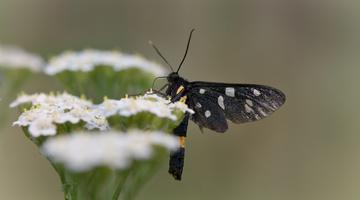 Schmetterling auf Blüte