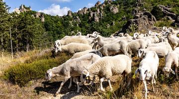 Schafe beim Trieb in Dürnstein