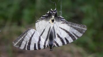 Segelfalter mit verlorenem Schwanz in Spinnennetz