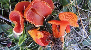 Menningroter Filz-Saftling (Hygrocybe miniata)