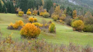 Typische Saftlingswiese auf der Weinitzen in Kärnten © Gernot Friebes Saftlingswiese