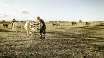 Matthias Frank bei seinen Rindern auf der Weide