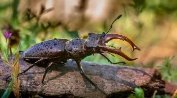 Hirschkäfer auf dem Waldboden