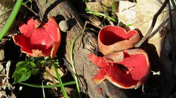 Die roten kelchförmigen Fruchtkörper des Österreichischen Prachtbecherlings werden bis zu 7 cm groß.