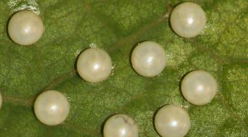 Eier des Osterluzeifalters © Marion Jaros Eier des Osterluzeifalters