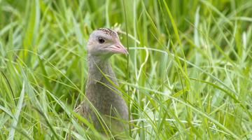 Zu sehen ist ein Wachtelkönig im Gras