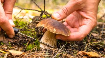 Hand mit Messer beim Abschneiden eines Steinpilzes am Waldboden